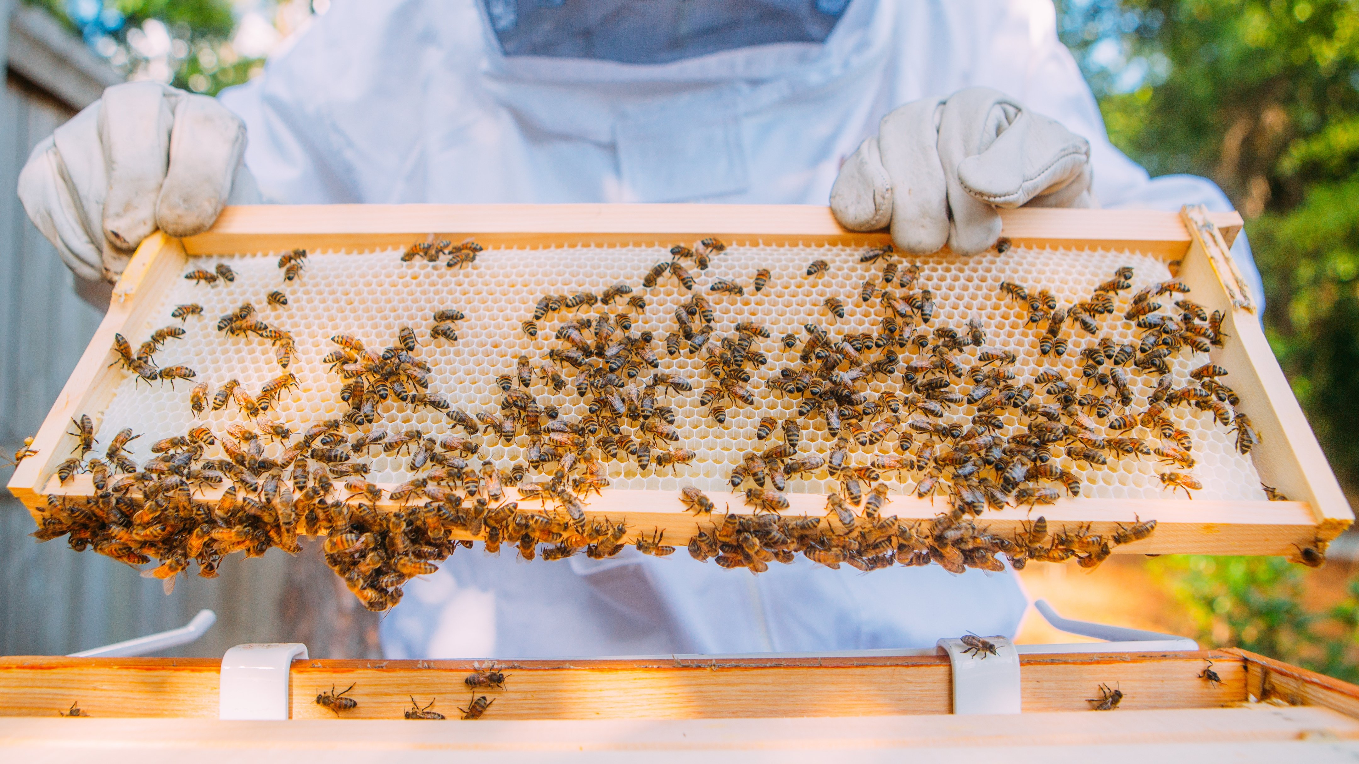 Beekeeper